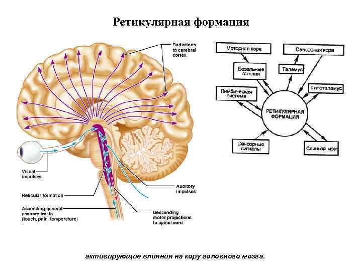 Ретикулярная формация фото