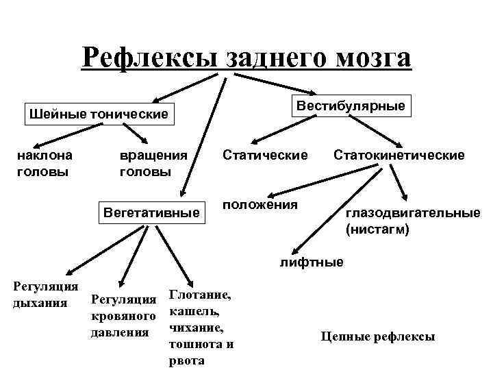 Рефлексы мозга. Классификация рефлексов заднего мозга. Тонические рефлексы ствола мозга статические и статокинетические. Двигательные рефлексы ствола мозга: статические и статокинетические.. Классификация рефлексов ствола мозга.