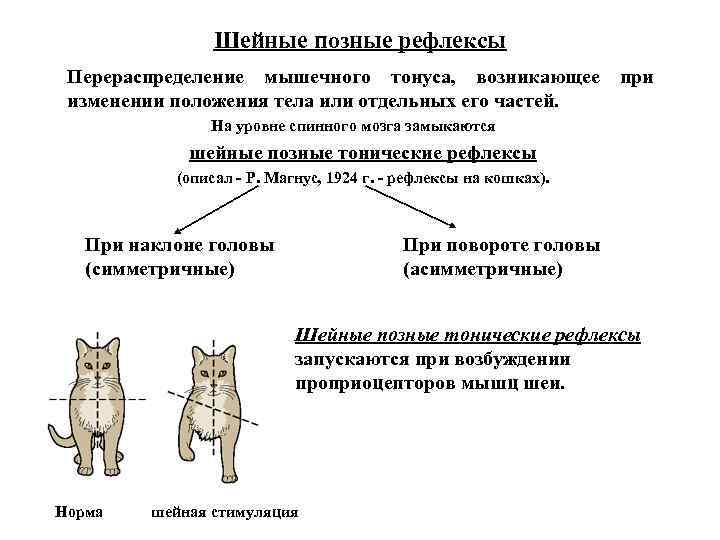 Шейные позные рефлексы Перераспределение мышечного тонуса, возникающее изменении положения тела или отдельных его частей.