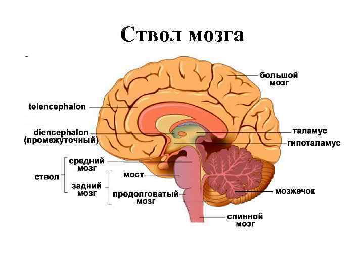 Ствол мозга это