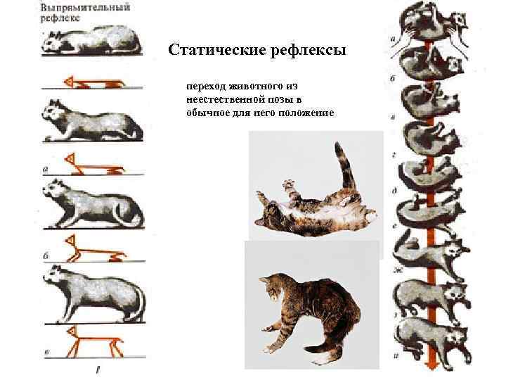 Статические рефлексы переход животного из неестественной позы в обычное для него положение 
