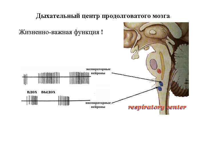 Центры продолговатого мозга