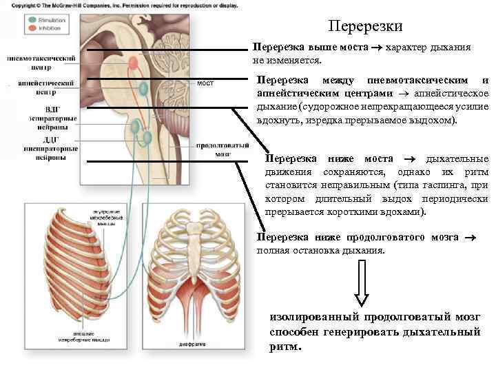 Перерезки Перерезка выше моста характер дыхания не изменяется. Перерезка между пневмотаксическим и апнейстическим центрами