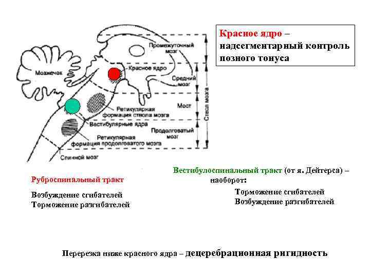 Красное ядро