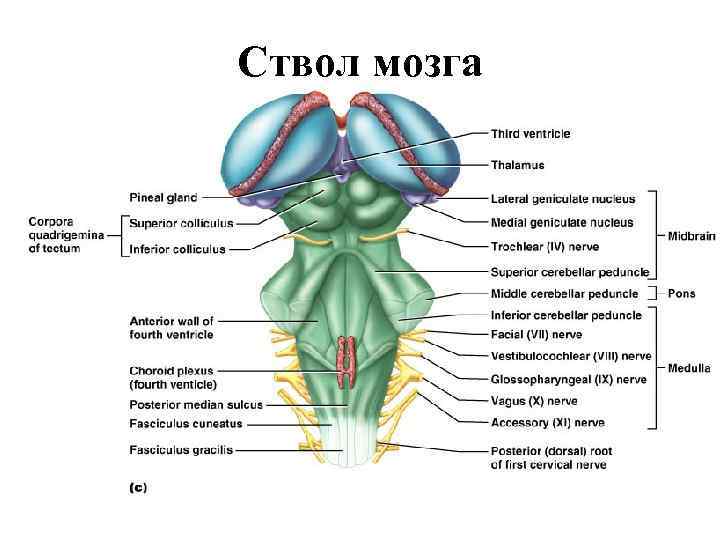 Ствол мозга картинка