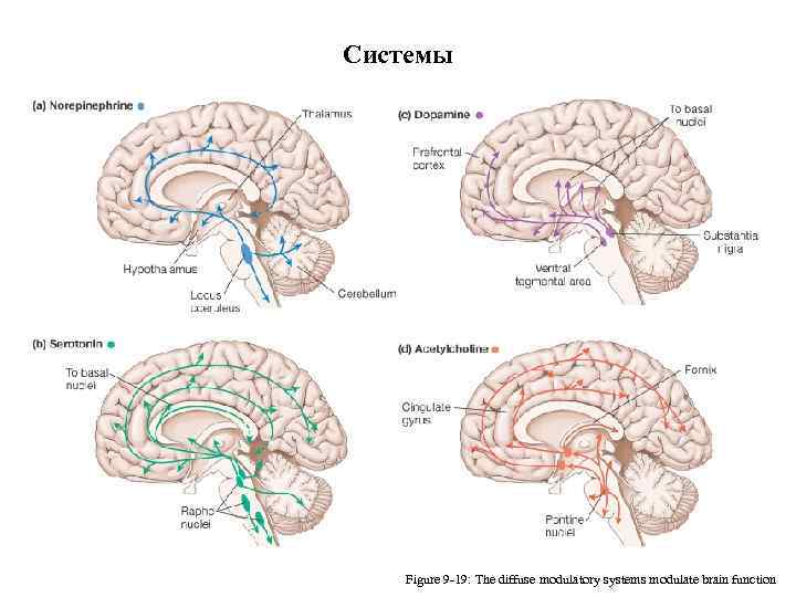 Системы Figure 9 -19: The diffuse modulatory systems modulate brain function 