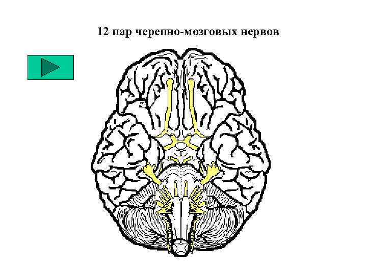 12 пара нервов головного мозга. Ствол мозга ЧМН. Черепно мозговые нервы. 12 Пар черепно мозговых. Физиология, 12 черепно-мозговых нервов.