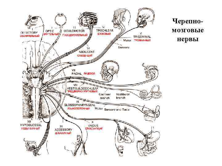 Области иннервации черепных нервов