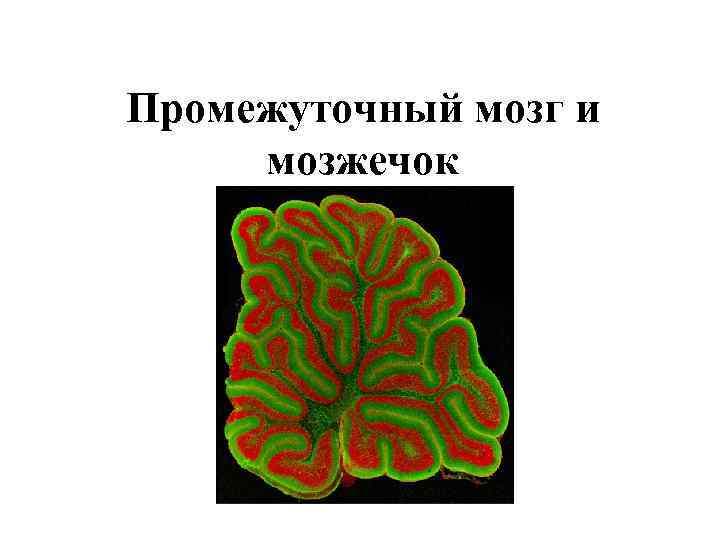 Промежуточный мозг и мозжечок 