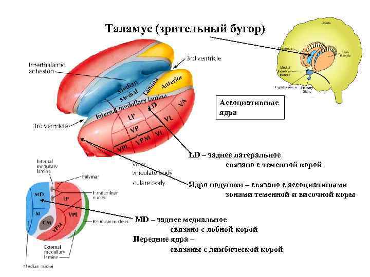Что такое таламус. Таламус строение ядра. Внутренне строение таламуса. Строение промежуточного мозга ядра таламуса. Ассоциативные ядра таламуса.
