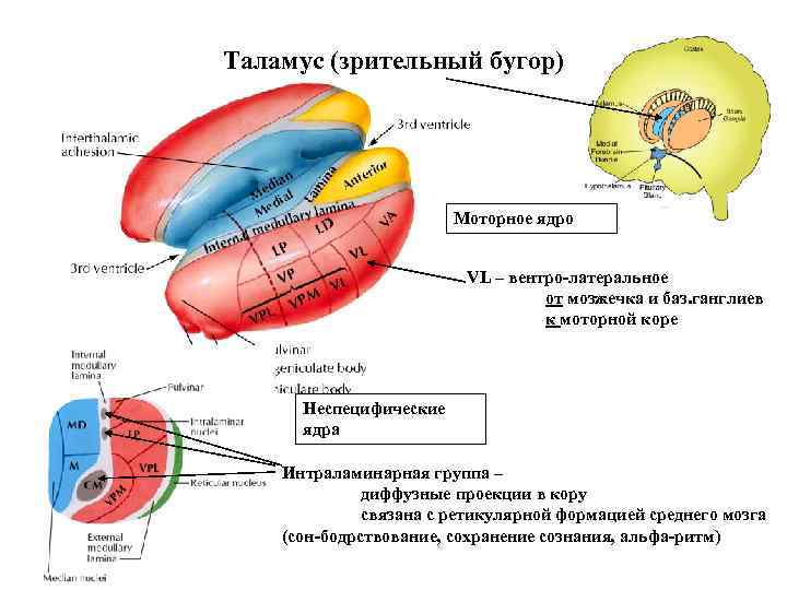 Таламус (зрительный бугор) Моторное ядро VL – вентро-латеральное от мозжечка и баз. ганглиев к