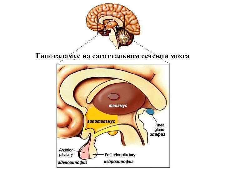 Какой цифрой на рисунке обозначен промежуточный мозг