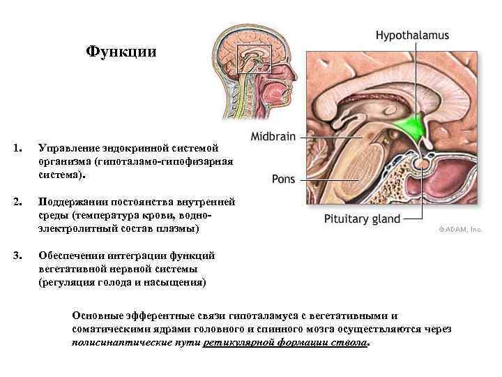 Функции 1. Управление эндокринной системой организма (гипоталамо-гипофизарная система). 2. Поддержании постоянства внутренней среды (температура