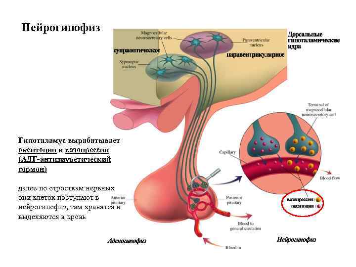 Нейрогипофиз Гипоталамус вырабатывает окситоцин и вазопрессин (АДГ-антидиуретический гормон) далее по отросткам нервных они клеток