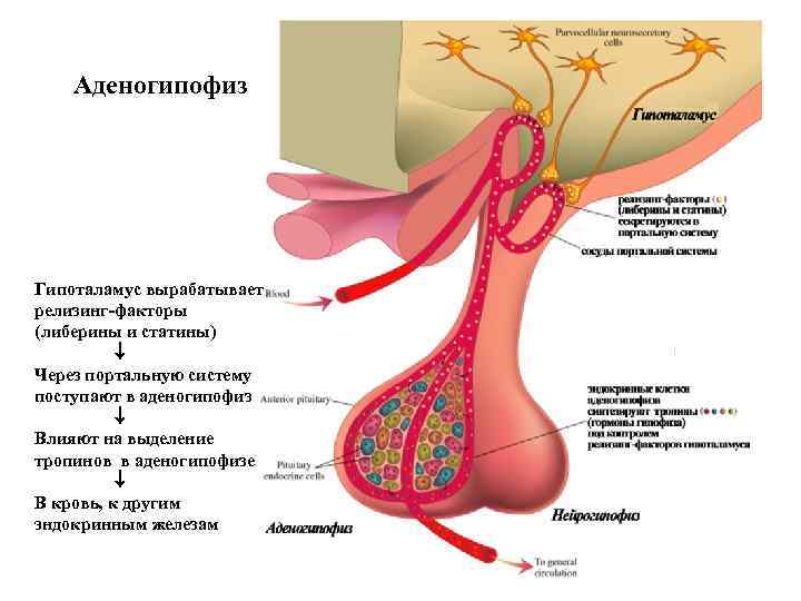 Аденогипофиз