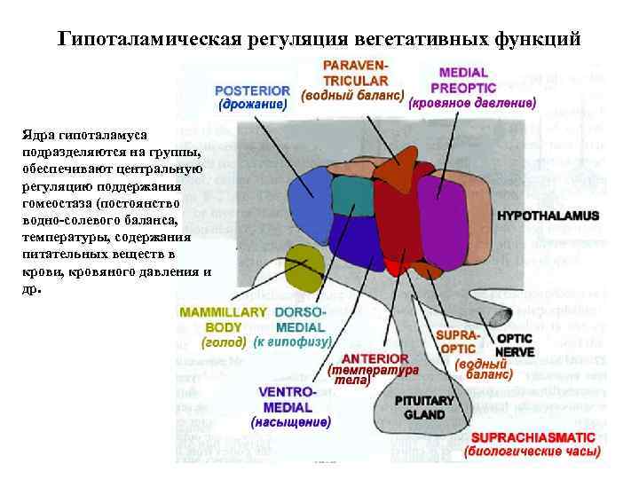 Гипоталамическая регуляция вегетативных функций Ядра гипоталамуса подразделяются на группы, обеспечивают центральную регуляцию поддержания гомеостаза