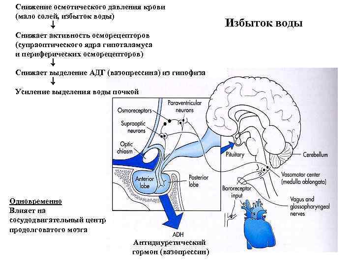 Снижение осмотического давления крови (мало солей, избыток воды) Снижает активность осморецепторов (супраоптического ядра гипоталамуса