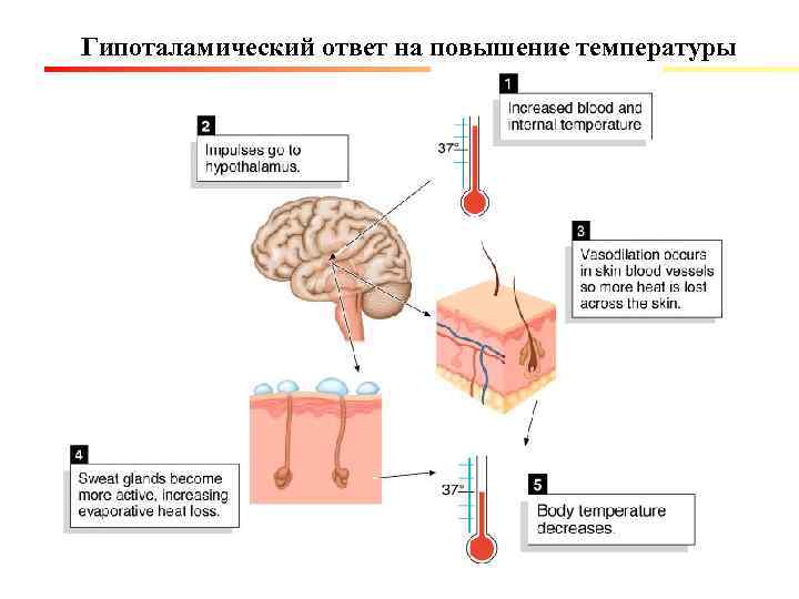 Гипоталамический ответ на повышение температуры 