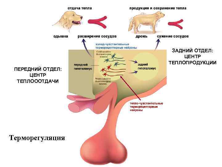 Схема механизма терморегуляции