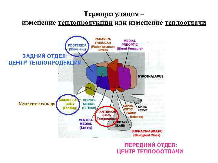 Терморегуляция – изменение теплопродукции или изменение теплоотдачи ЗАДНИЙ ОТДЕЛ: ЦЕНТР ТЕПЛОПРОДУКЦИИ Усиление голода ПЕРЕДНИЙ