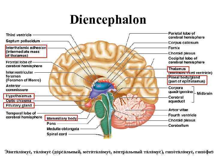 Diencephalon Эаиталамус, таламус (дорсальный, метаталамус, вентральный таламус), гипоталамус, гипофиз 