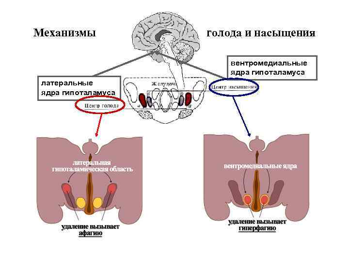 Механизмы голода и насыщения вентромедиальные ядра гипоталамуса латеральные ядра гипоталамуса 