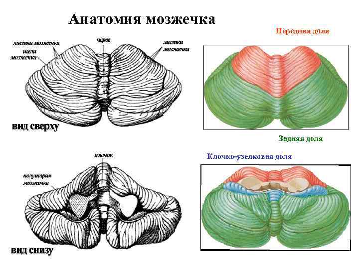 Анатомия мозжечка Передняя доля Задняя доля Клочко-узелковая доля 