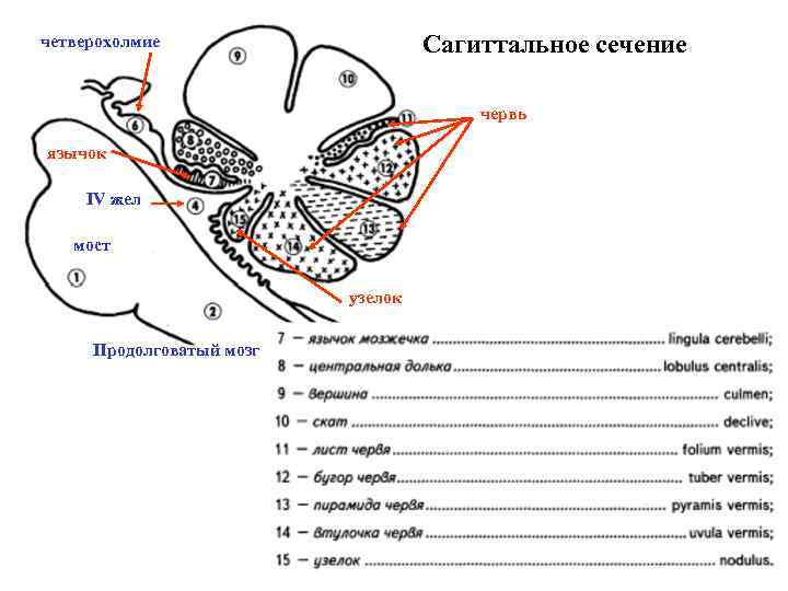 Продолговатый мозг у птиц. Сагиттальный разрез заднего мозга и мозжечка. Uvula мозжечка. Сагиттальный разрез головного мозга анатомия. Продолговатый мозг у птиц отвечает.