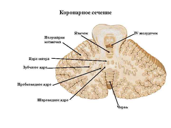 Коронарное сечение Язычок IV желудочек Полушария мозжечка Ядро шатра Зубчатое ядро Пробковидное ядро Шаровидное