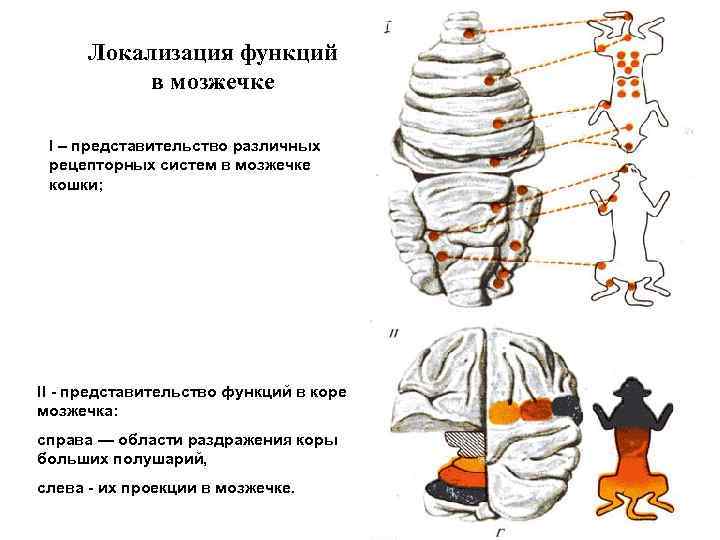 Локализация функций в мозжечке I – представительство различных рецепторных систем в мозжечке кошки; II