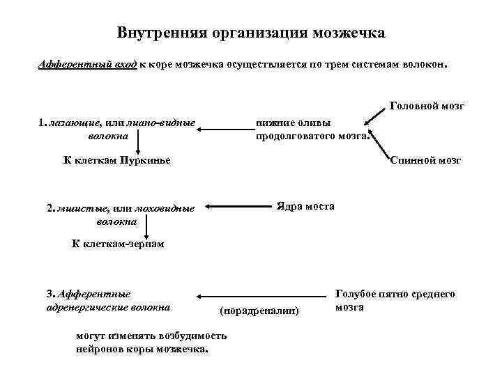 Внутренняя организация мозжечка Афферентный вход к коре мозжечка осуществляется по трем системам волокон. Головной