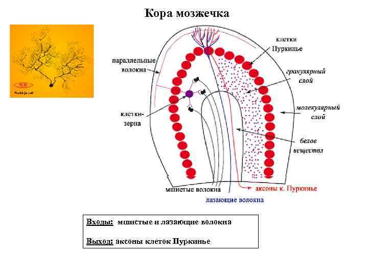 Кора мозжечка Входы: мшистые и лазающие волокна Выход: аксоны клеток Пуркинье 