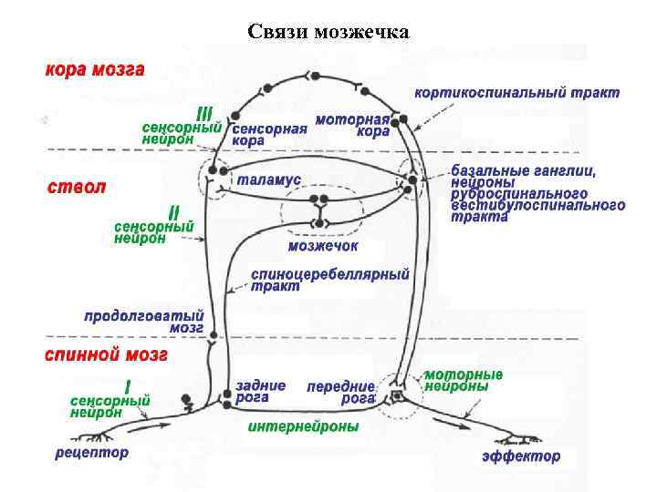 Связи мозжечка 