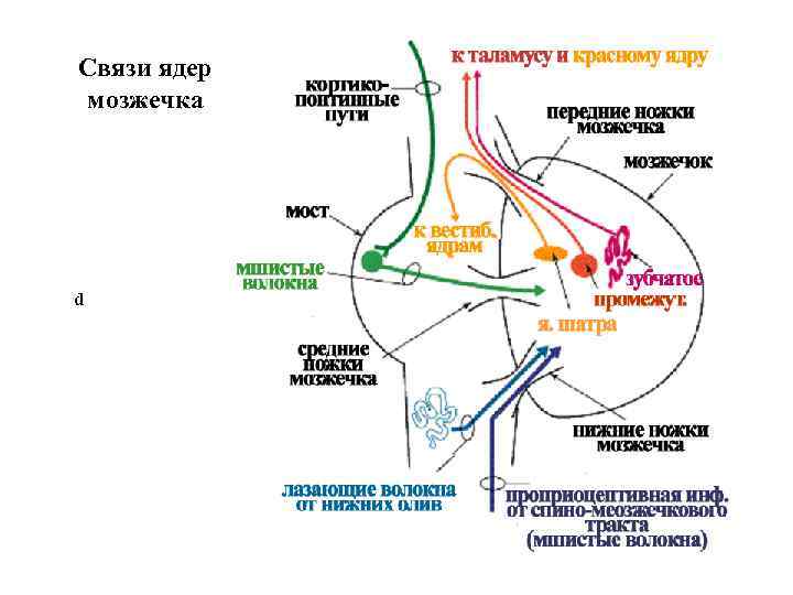 Связи ядер мозжечка d 
