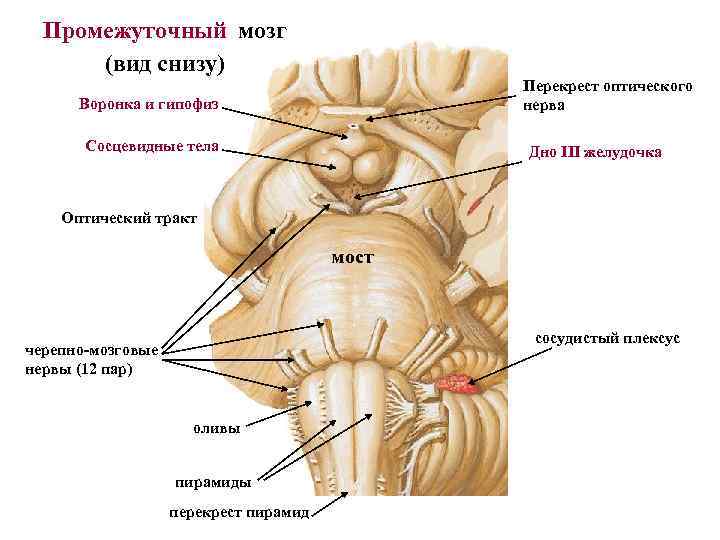 Промежуточный мозг (вид снизу) Перекрест оптического нерва Воронка и гипофиз Сосцевидные тела Дно III