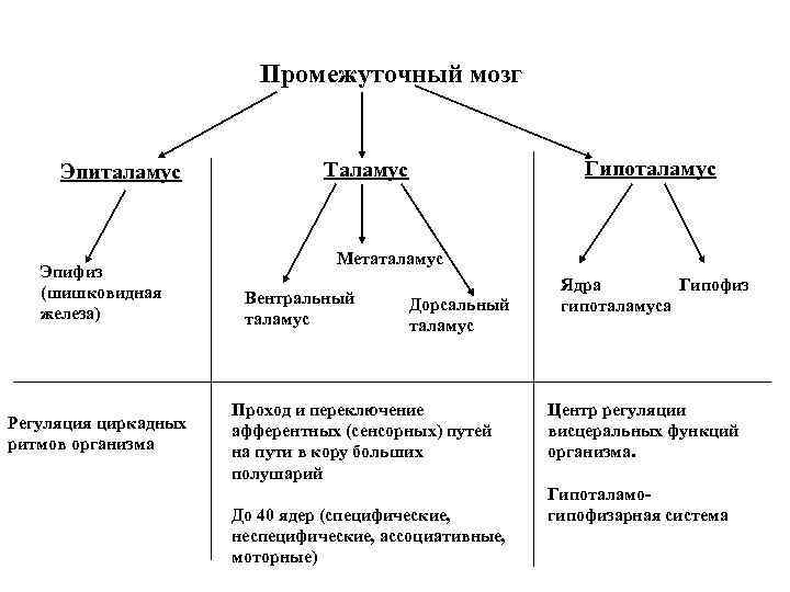 Промежуточный мозг Эпиталамус Эпифиз (шишковидная железа) Регуляция циркадных ритмов организма Гипоталамус Таламус Метаталамус Вентральный