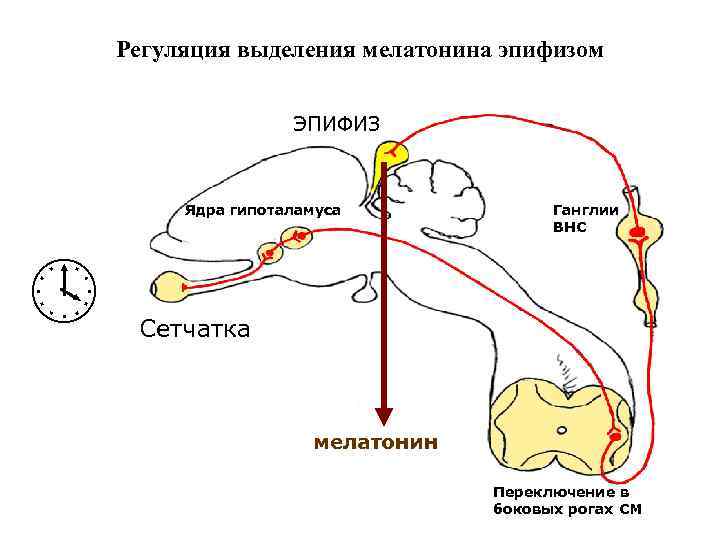 Регуляция выделения мелатонина эпифизом ЭПИФИЗ Ядра гипоталамуса Ганглии ВНС Сетчатка мелатонин Переключение в боковых