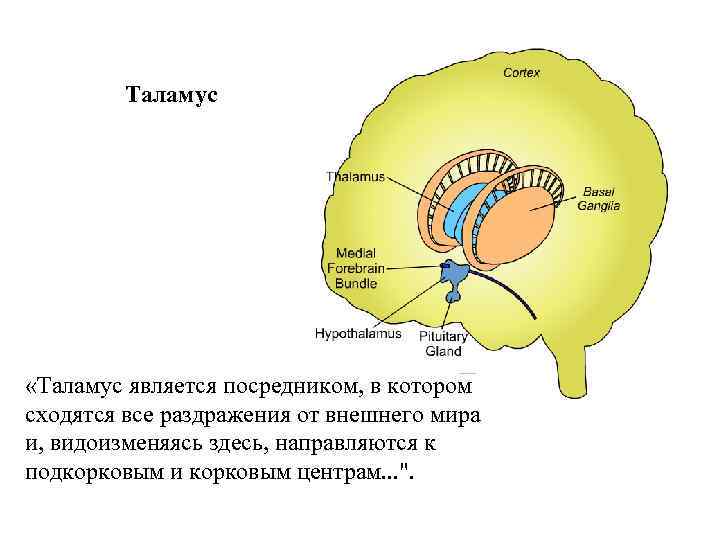 Таламус «Таламус является посредником, в котором сходятся все раздражения от внешнего мира и, видоизменяясь