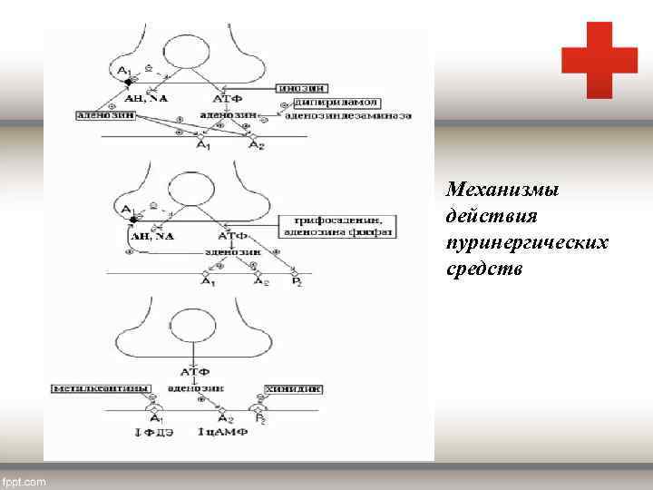 Механизмы действия пуринергических средств 