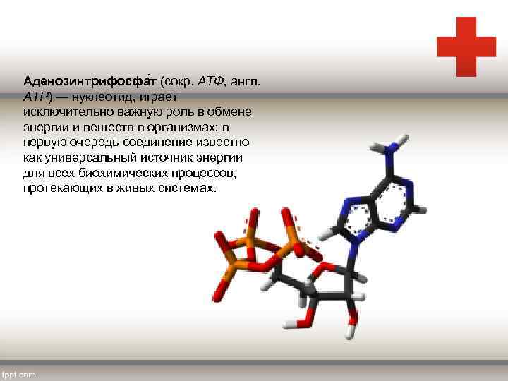 Аденозинтрифосфа т (сокр. АТФ, англ. АТР) — нуклеотид, играет исключительно важную роль в обмене