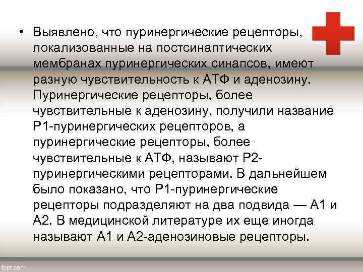  • Выявлено, что пуринергические рецепторы, локализованные на постсинаптических мембранах пуринергических синапсов, имеют разную