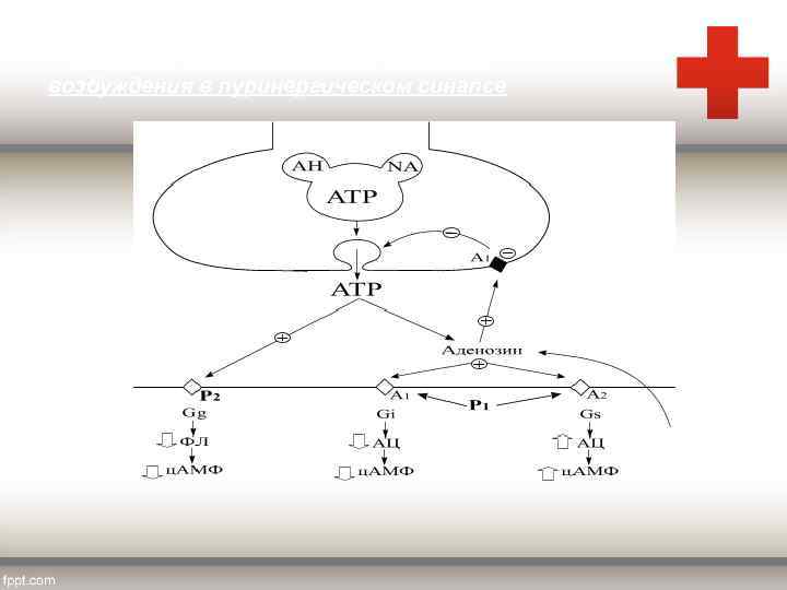 Механизм нейрохимической передачи возбуждения в пуринергическом синапсе 