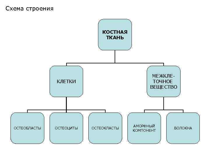 Схема строения КОСТНАЯ ТКАНЬ МЕЖКЛЕТОЧНОЕ ВЕЩЕСТВО КЛЕТКИ ОСТЕОБЛАСТЫ ОСТЕОЦИТЫ ОСТЕОКЛАСТЫ АМОРФНЫЙ КОМПОНЕНТ ВОЛОКНА 