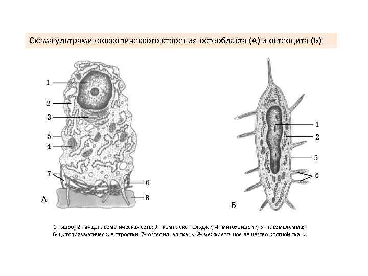 Схема ультрамикроскопического строения остеобласта (А) и остеоцита (Б) А Б 1 - ядро; 2