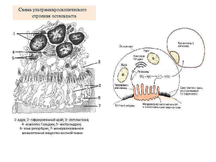 Схема ультрамикроскопического строения остеокласта 1 - ядра; 2 - гофрированный край; 3 - светлая