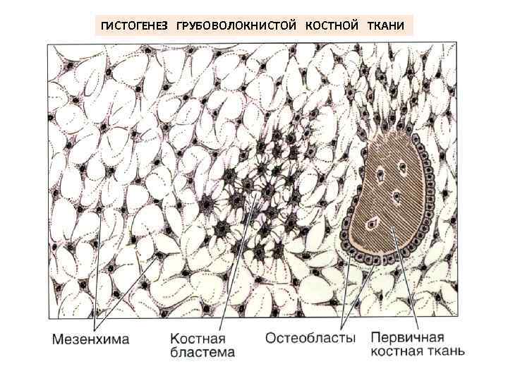 ГИСТОГЕНЕЗ ГРУБОВОЛОКНИСТОЙ КОСТНОЙ ТКАНИ 