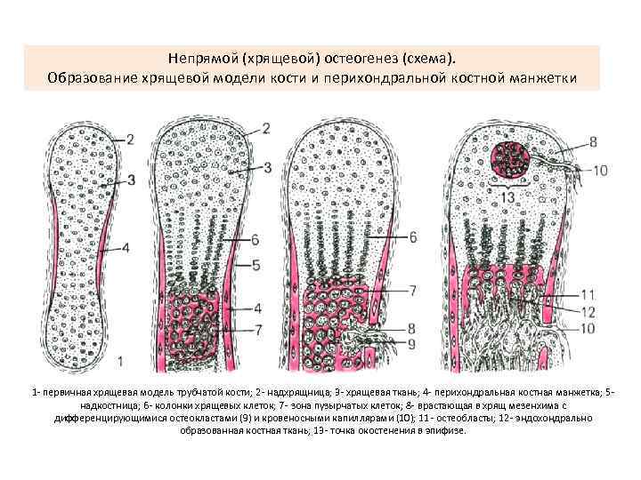 Прямой остеогенез схема