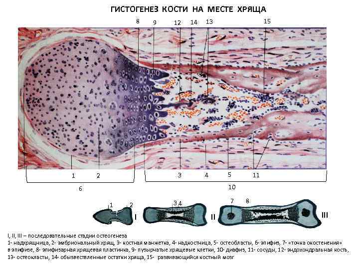 ГИСТОГЕНЕЗ КОСТИ НА МЕСТЕ ХРЯЩА 8 1 9 12 3 2 14 15 13