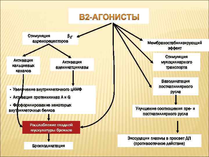 Стимуляция β 2 адренорецепторов Активация кальциевых каналов Активация аденилатциклазы • Увеличение внутриклеточного ц. АМФ