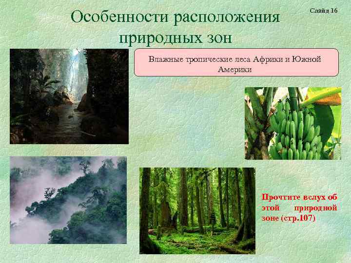 Особенности расположения природных зон Слайд 16 Влажные тропические леса Африки и Южной Америки Прочтите